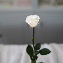Rose blanche ivoire stabilisée