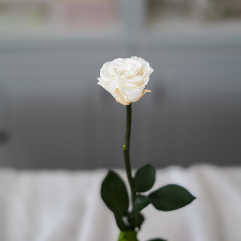 Rose blanche ivoire stabilisée