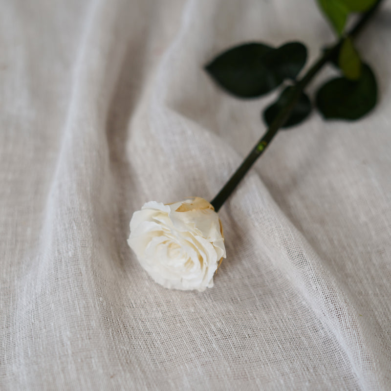 Rose blanche ivoire stabilisée