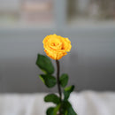 Rose jaune safran stabilisée