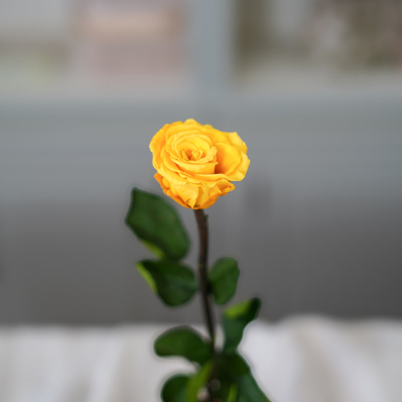 Rose jaune safran stabilisée