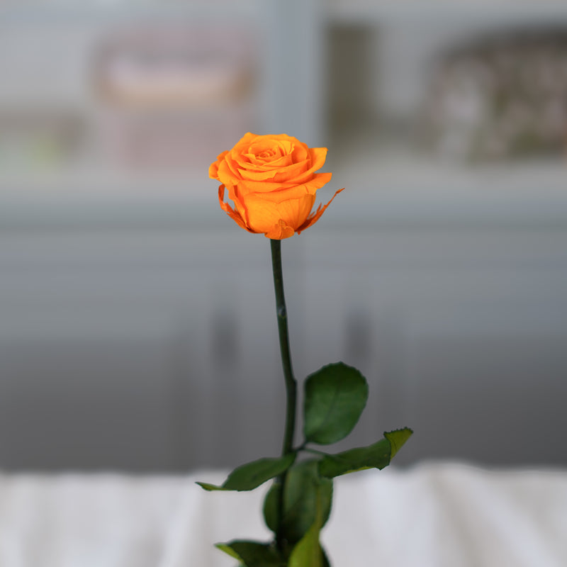Rose orange stabilisée
