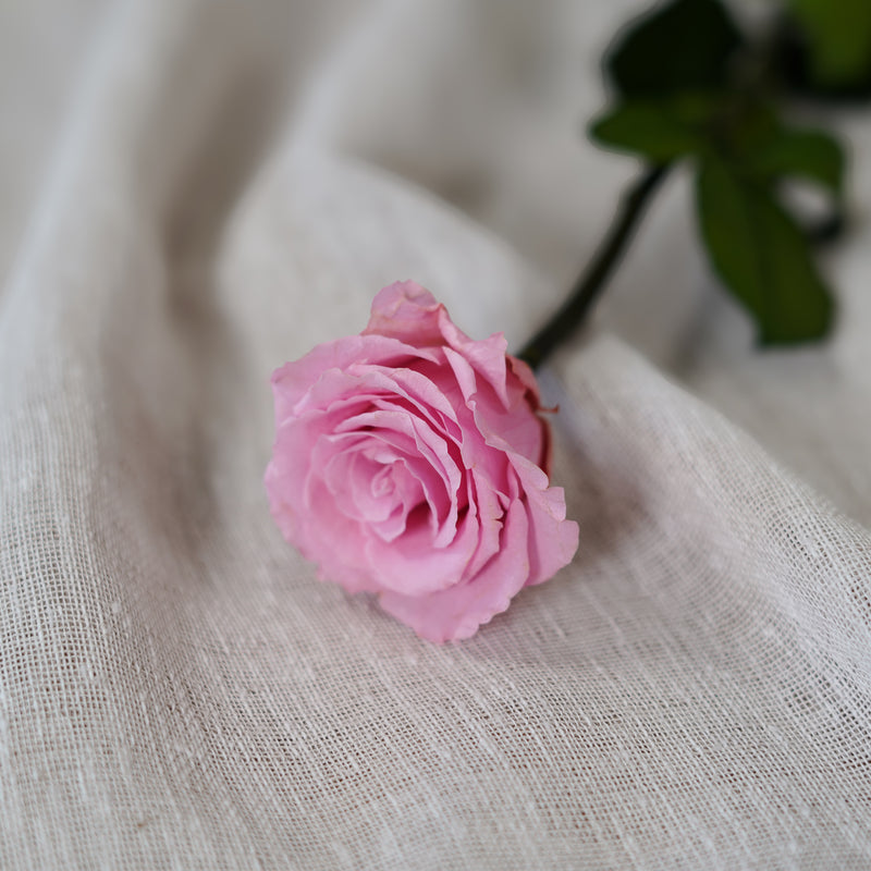Rose rose stabilisée