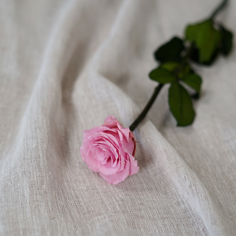 Rose rose stabilisée