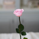 Rose rose stabilisée