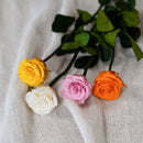 Roses stabilisées