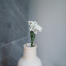 Scaévola en papier blanc