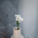 Scaévola en papier blanc