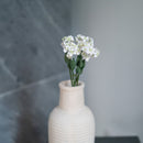 Scaévola en papier blanc