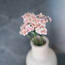 Scaévola en papier pêche