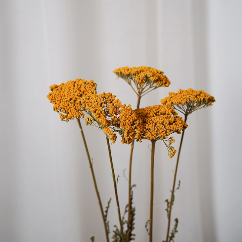 Botte Achillée jaune - Flowrette