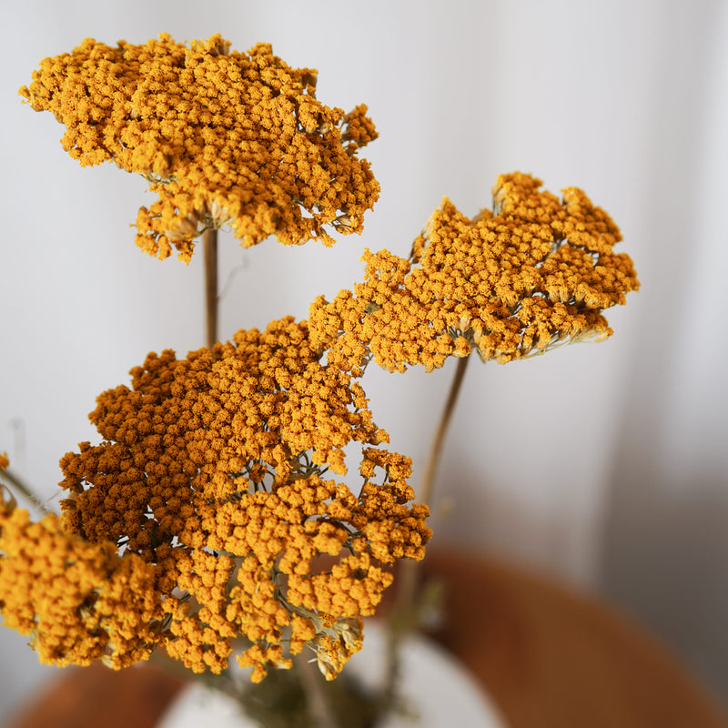 Botte Achillée jaune - Flowrette