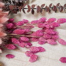 Assortiment de bottes de fleurs séchées rose beige rouge - Flowrette — visuel 5