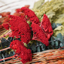Assortiment de bottes de fleurs séchées vert rouge orange - Flowrette — visuel 5