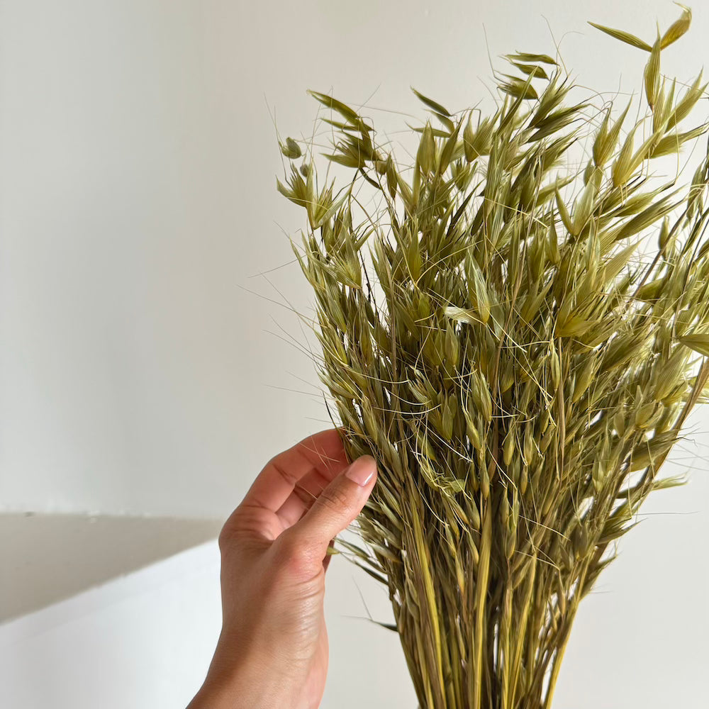 Botte d'avoine séchée vert olive, vue de face - Flowrette