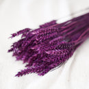 Botte de blé violet intense séché, détail des épis Flowrette