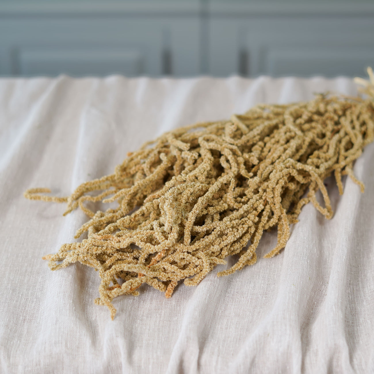 Botte d'amarante tombante séchée Flowrette en gros plan