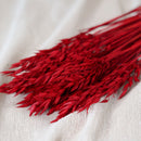 Botte d'avoine rouge intense séchée dans un vase Flowrette