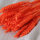 Botte de blé orange intense séché dans un vase Flowrette
