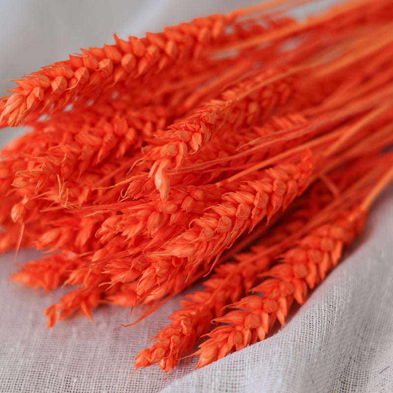 Botte de blé orange intense séché dans un vase Flowrette