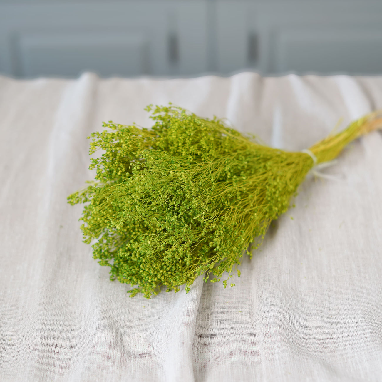 Botte de broom bloom vert pâle séché Flowrette en gros plan