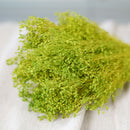 Botte de broom bloom vert pâle séché dans un vase Flowrette