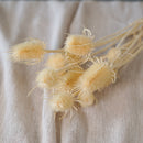 Botte de chardons blancs séchés dans un vase Flowrette
