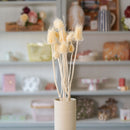Botte de chardons blancs séchés en bouquet de fleurs séchées Flowrette