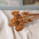 Botte de fenouil naturel séché dans un vase Flowrette