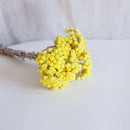 Botte immortelle jaune