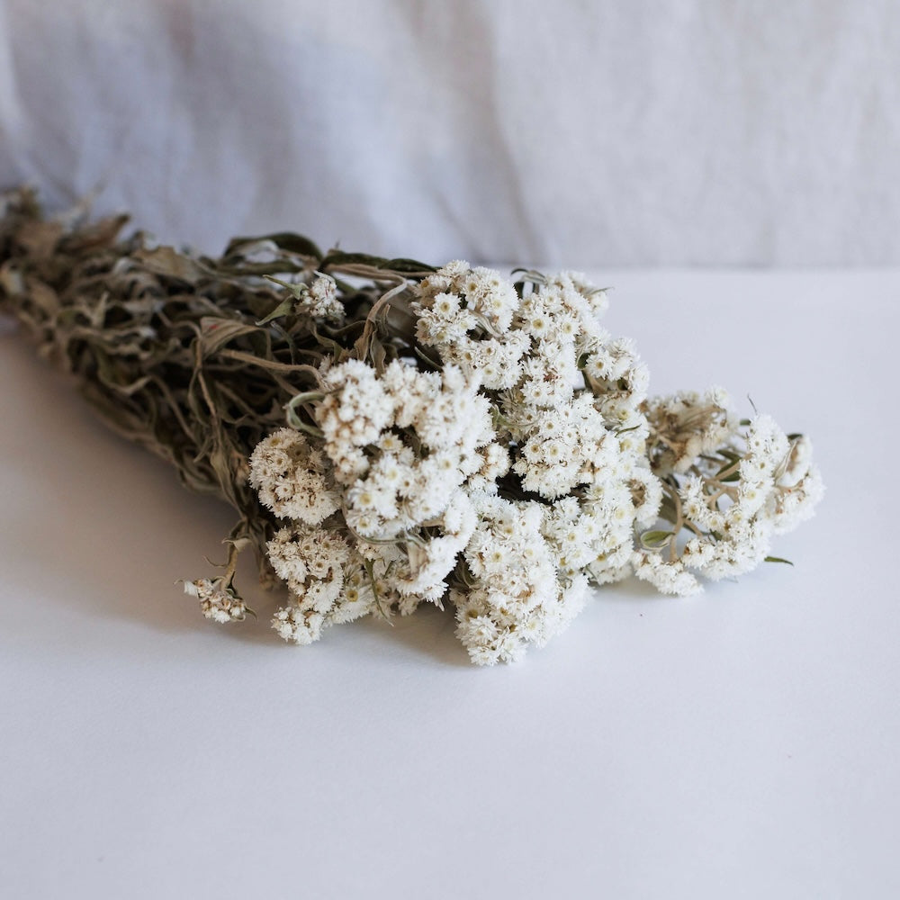 Botte d'edelweiss séché, vue de face fleurs blanches délicates - Flowrette