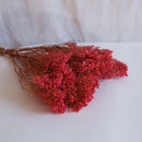 Botte Broom bloom Rose