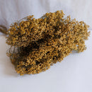 Broom Broom Bloom Natural