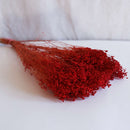 Botte Broom bloom rouge