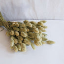 Natural phalaris boot