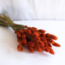 Botte Phalaris orange