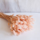 Botte Lagurus Rose pastel