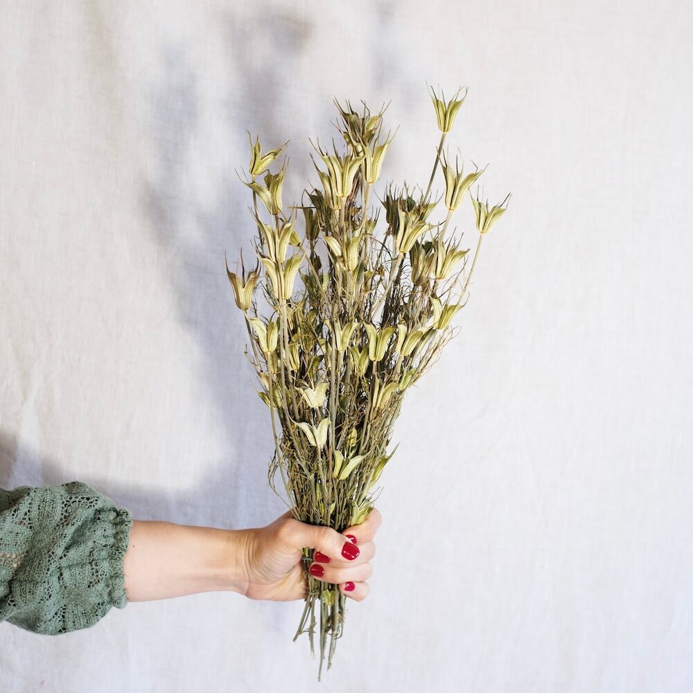 Botte de nigelle orientalis naturelle