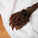 Botte Lagurus Marron - Flowrette