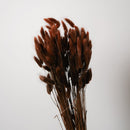 Botte Lagurus Marron - Flowrette