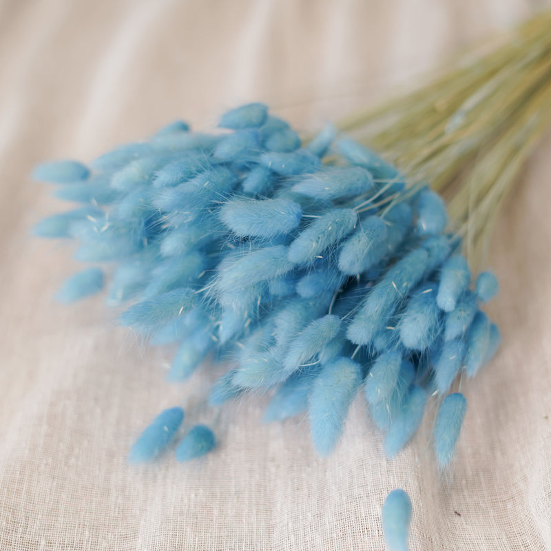 Botte de lagurus baby blue séché dans un vase Flowrette