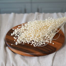 Botte de lin blanc séché dans un vase Flowrette