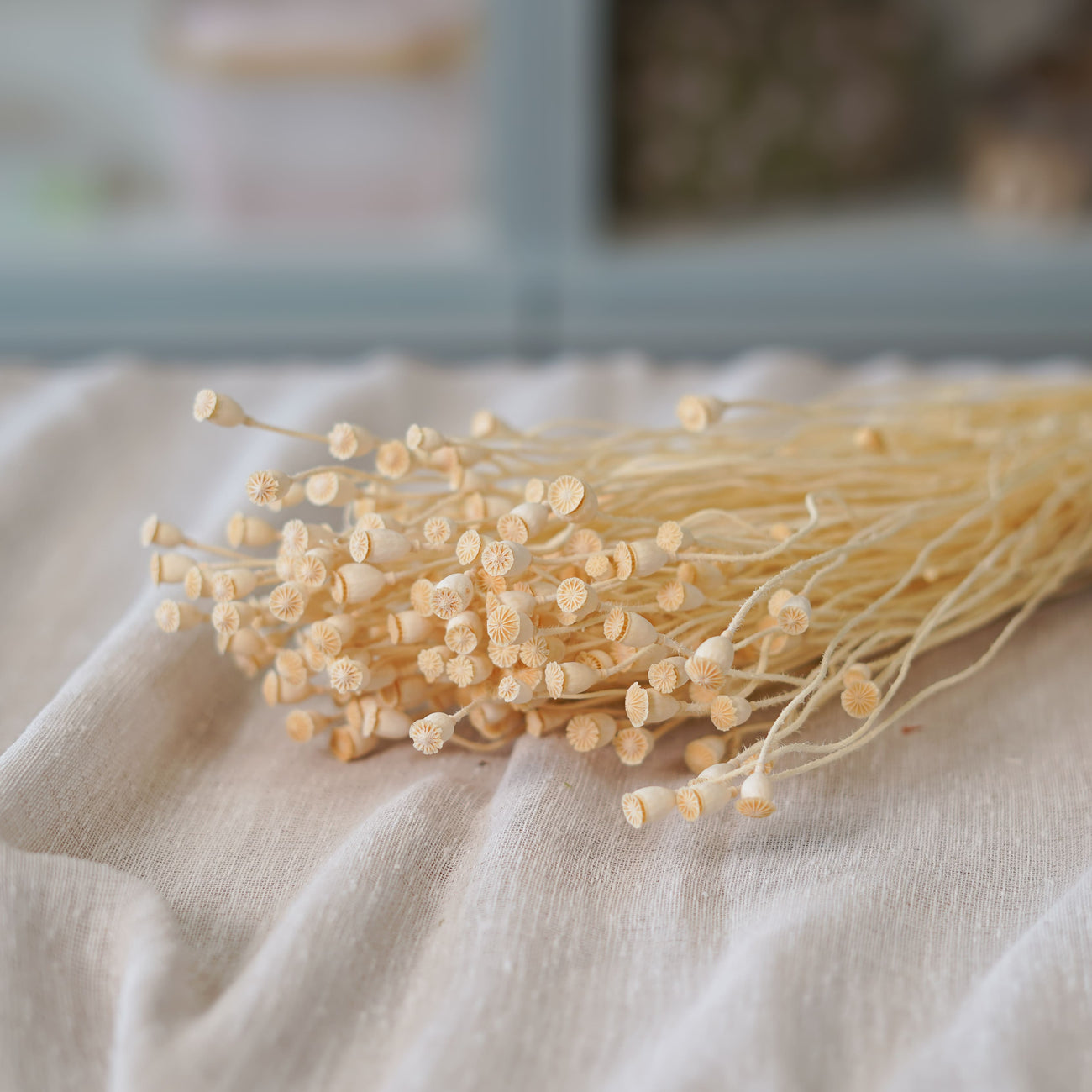 Botte de mini pavots blancs séchés Flowrette en gros plan