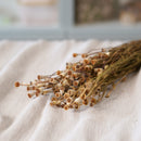 Botte de mini pavots naturel séchés dans un vase Flowrette