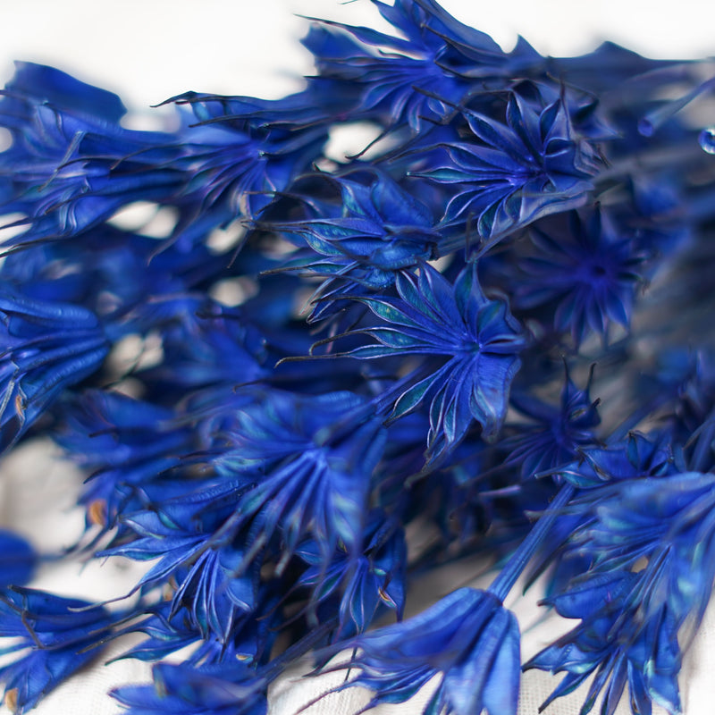 Botte de nigelle orientalis bleue séchée dans un vase Flowrette