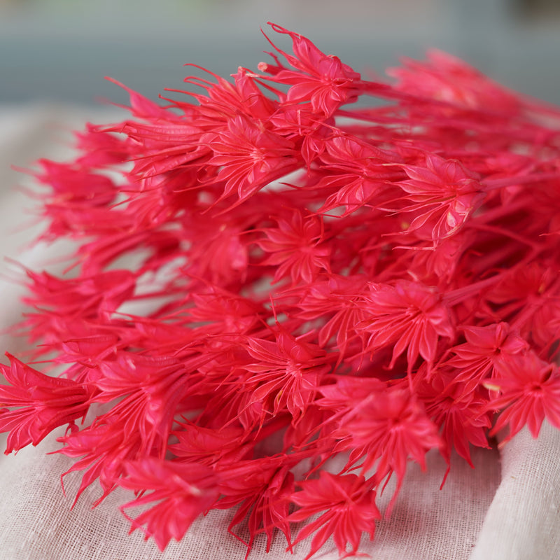 Botte de nigelle orientalis rose séchée en bouquet de fleurs séchées Flowrette