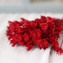 Botte de nigelle orientalis rouge séchée dans un vase Flowrette