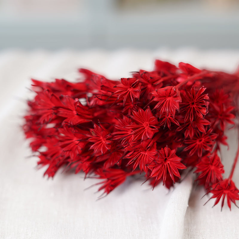 Botte de nigelle orientalis rouge séchée dans un vase Flowrette