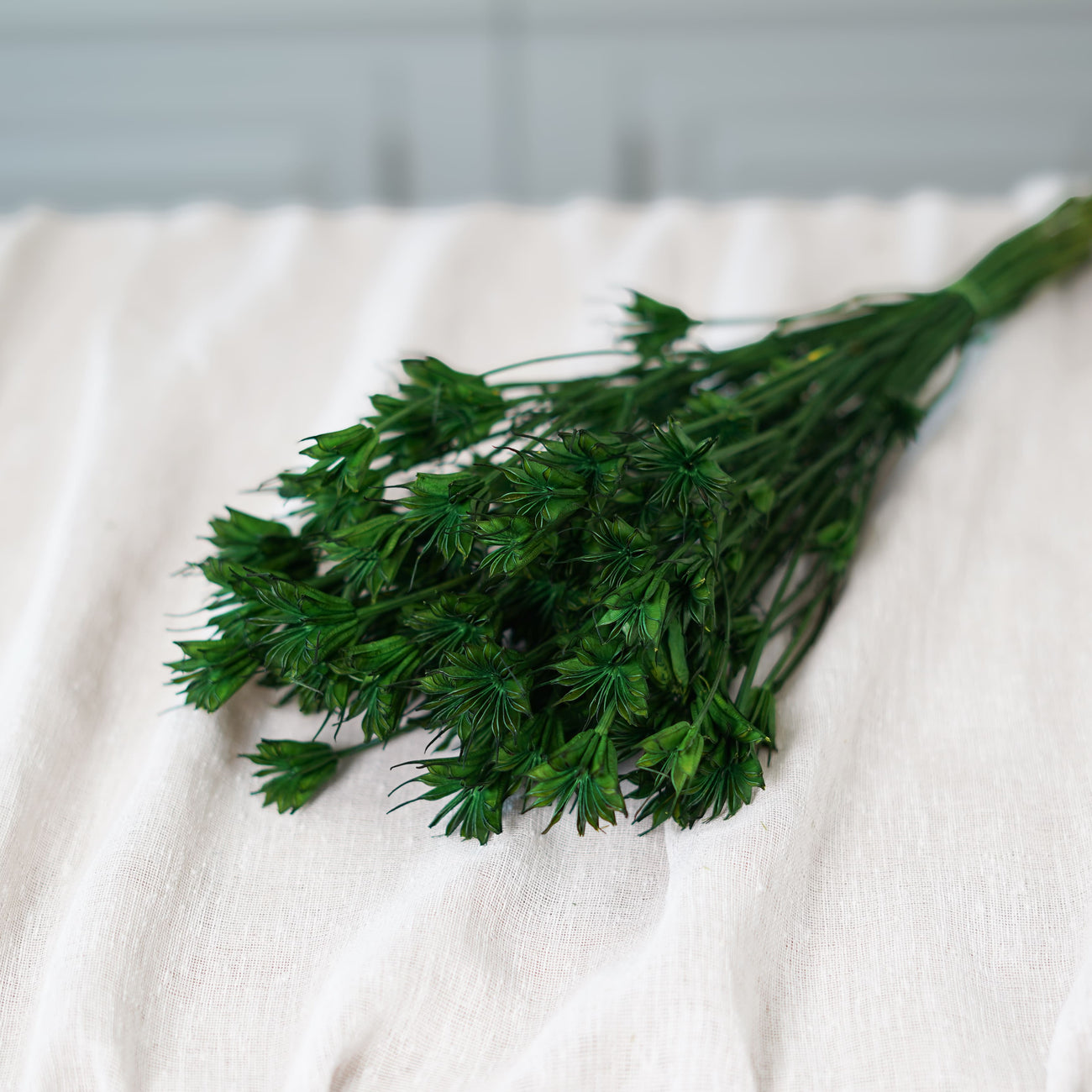 Botte de nigelle orientalis verte séchée Flowrette en gros plan