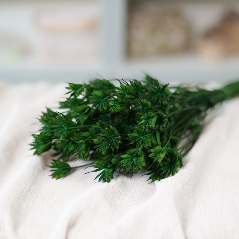 Botte de nigelle orientalis verte séchée dans un vase Flowrette
